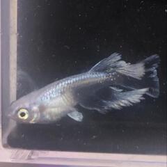 メダカ各種