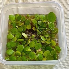 お取引中　水草　ジャイアントフロッグピット無料でお渡しします