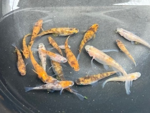 三色ラメ　メダカ　稚魚50匹