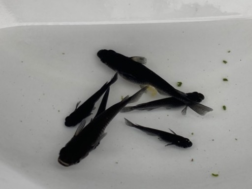 オロチ　メダカ　稚魚50匹