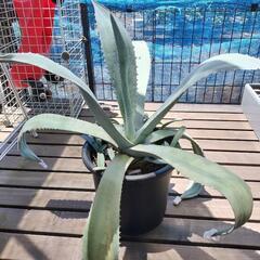 アガベ·アメリカーナ大株・子株付