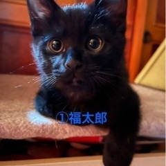 3月12日生まれの黒猫ちゃん3匹