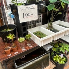 メダカ・植物・流木