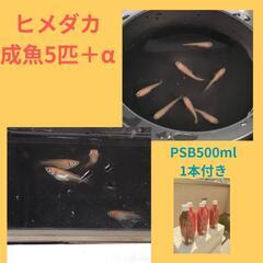 ヒメダカ　成魚5匹　PSB500ml 1本付き　白鷺めだか