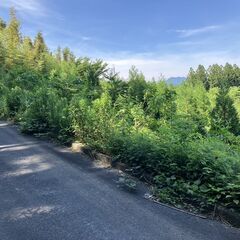 8.8反の山林 ： 竹田市久住町-F-0214 − 大分県