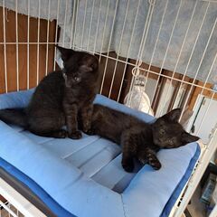 可愛い❤黒猫の兄妹
