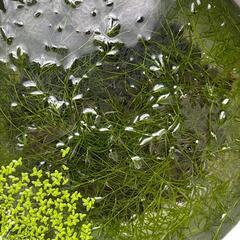 水草