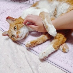 迷い猫一時保護里親募集