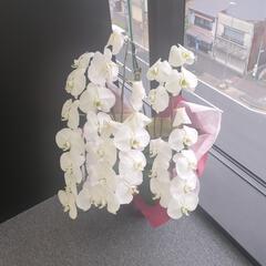 胡蝶蘭 生花