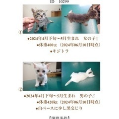 里親決まりました。ありがとうございました
