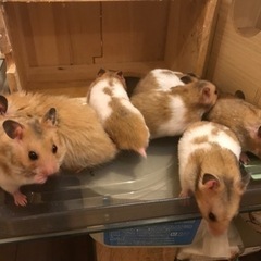 ゴールデンハムスター　生後1ヶ月(8匹)とママハム