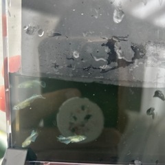 メダカ稚魚(エメキンの子)20匹