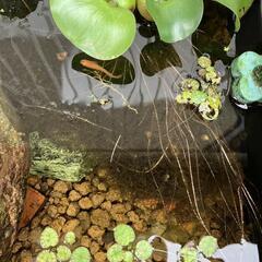 メダカの画像