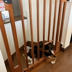 突っ張り式木製ベビーゲート　猫通り穴付き