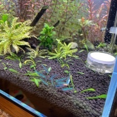 グリーンネオンテトラ、オトシンクルス、ヤマトヌマエビ   、熱帯魚