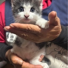 保護猫　1、2カ月くらい女の子