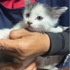 保護猫　１、2カ月くらいの男の子