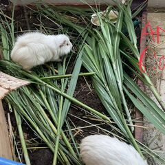 お庭の雑草、モルモットが頂きます