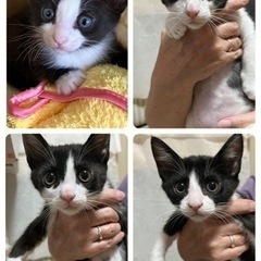 15.4兄弟の里親募集！大切にしてくださる方のみ