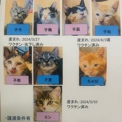 里親募集中のチラシを貼らせてくださる協力者様居ませんか🥹