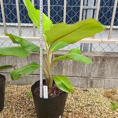 アイスクリームバナナ(ブルー) 近々植え替えのため鉢代上乗せします💦
