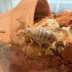 サソリ　奇蟲