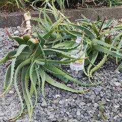 キダチアロエの画像