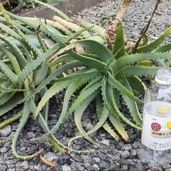 キダチアロエ