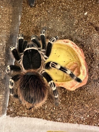 タランチュラ　奇蟲