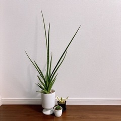 観葉植物3個セット