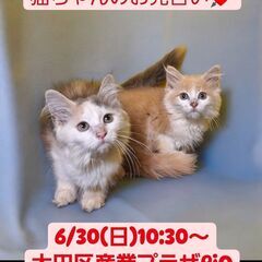 里親募集中！生後2ヵ月ノルウェージャンフォレストキャット姉妹(⋈...