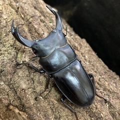 国産オオクワガタ⑤