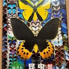 小学館neo 昆虫図鑑