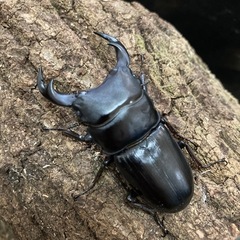 国産オオクワガタ⑥
