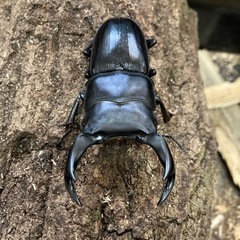 国産オオクワガタ⑦
