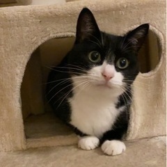 6歳　白黒猫