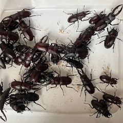 ノコギリクワガタ
