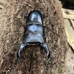 国産オオクワガタ⑨