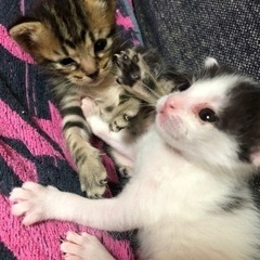 子猫の里親を募集します