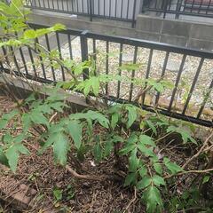 牡丹と金柑の木、あげます。