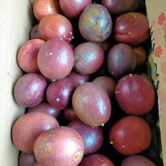 今帰仁産パッションフルーツ🥥の画像