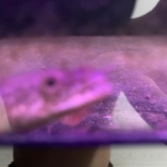ポリプテルスアンソルギーの画像