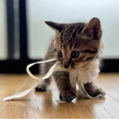 可愛いキジトラ猫ちゃん💞の里親募集中💖