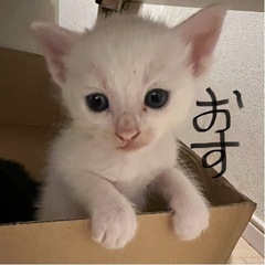 生後2ヶ月4兄妹