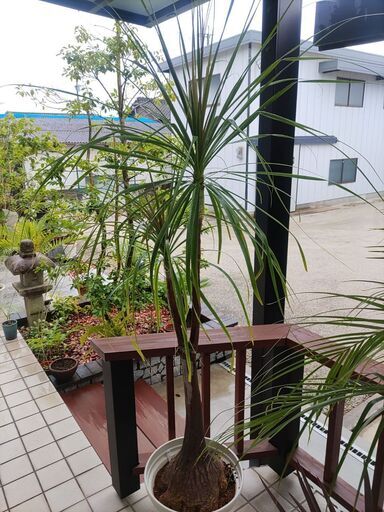 観葉植物　トックリラン