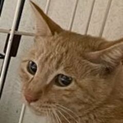 兄弟は既に保護されている澪ちゃん　メス　3歳