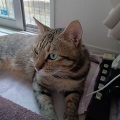 キジトラ♂を探しています