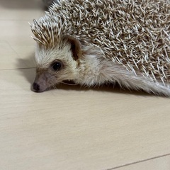 ハリネズミ　譲渡決定しました！