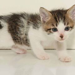 5月6日に生まれた子ネコです