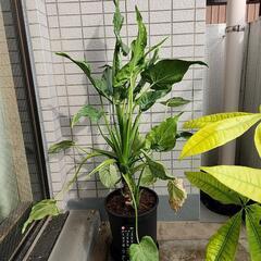 観葉植物　クワズイモ